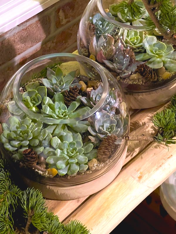 DIY Succulent Hanging Terrarium Kit – Rooted in Paradise Succulent Studio