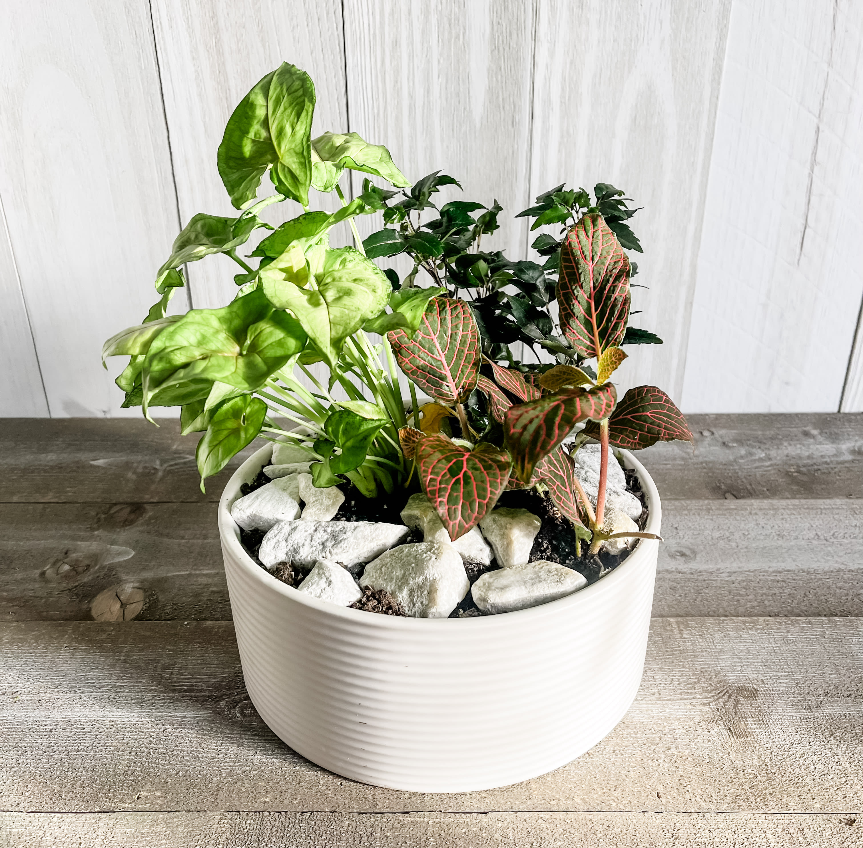 Dish Garden in Planter