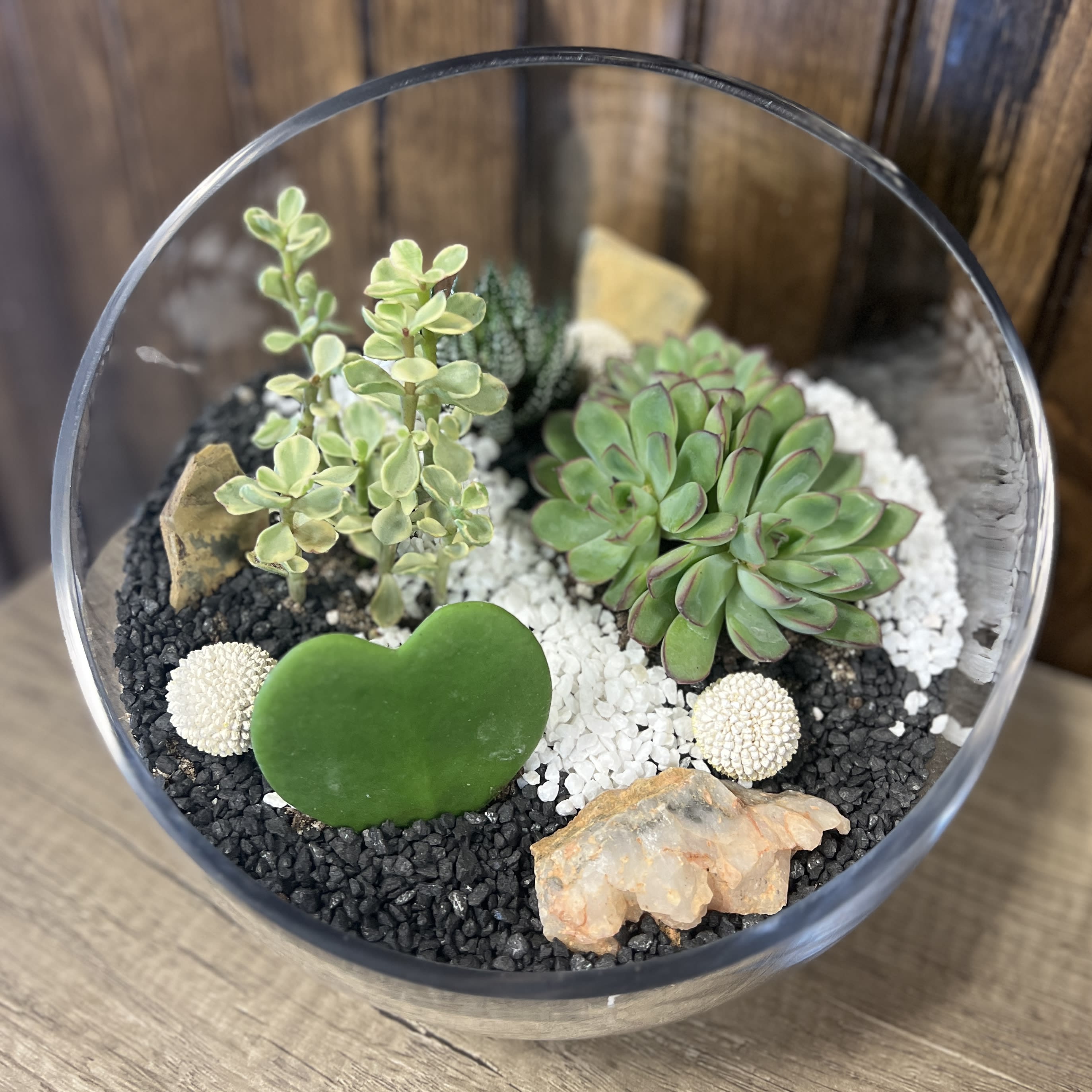 Modern Succulent Garden