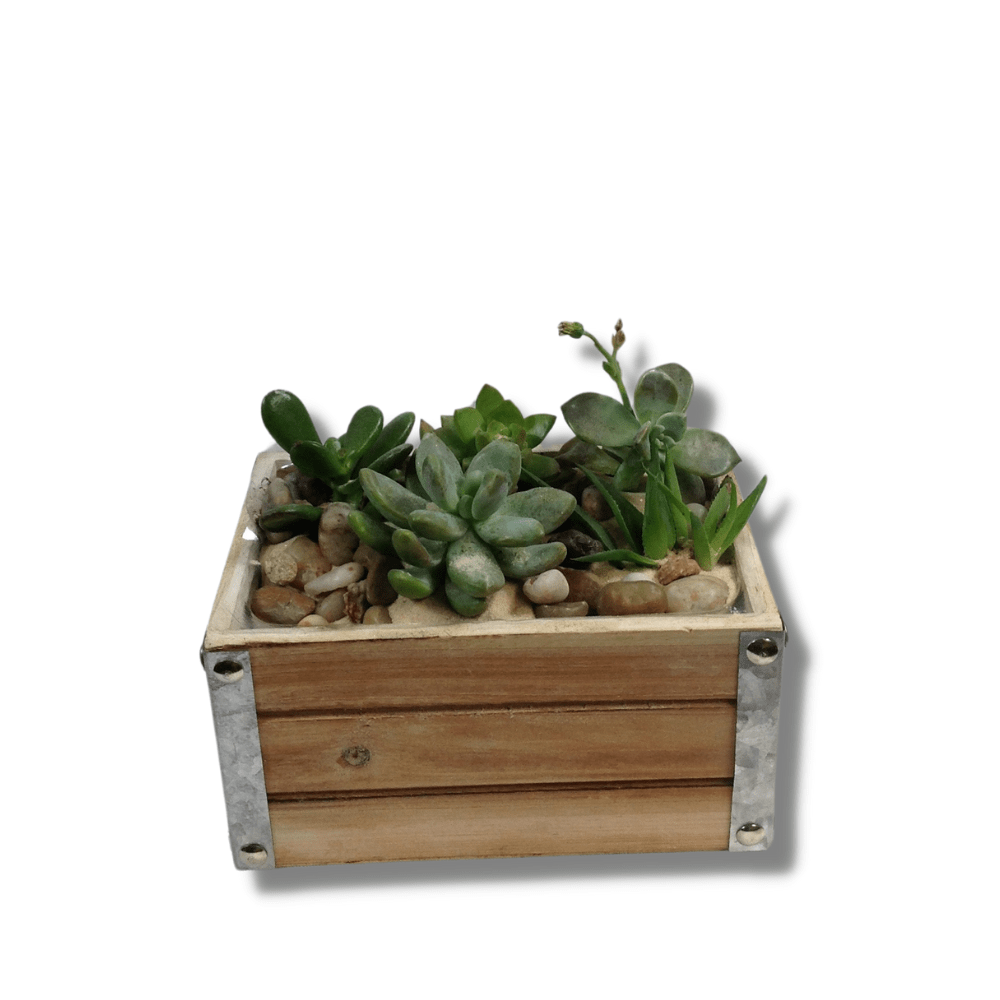 Succulent Garden Flower Delivery Etowah NC - Etowah Florist & Flower  Delivery