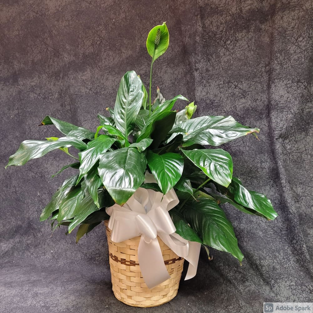 8" Peace lily (Spathiphyllum) Plant Flower Delivery Shawnee KS - Russell  Florist & Gifts