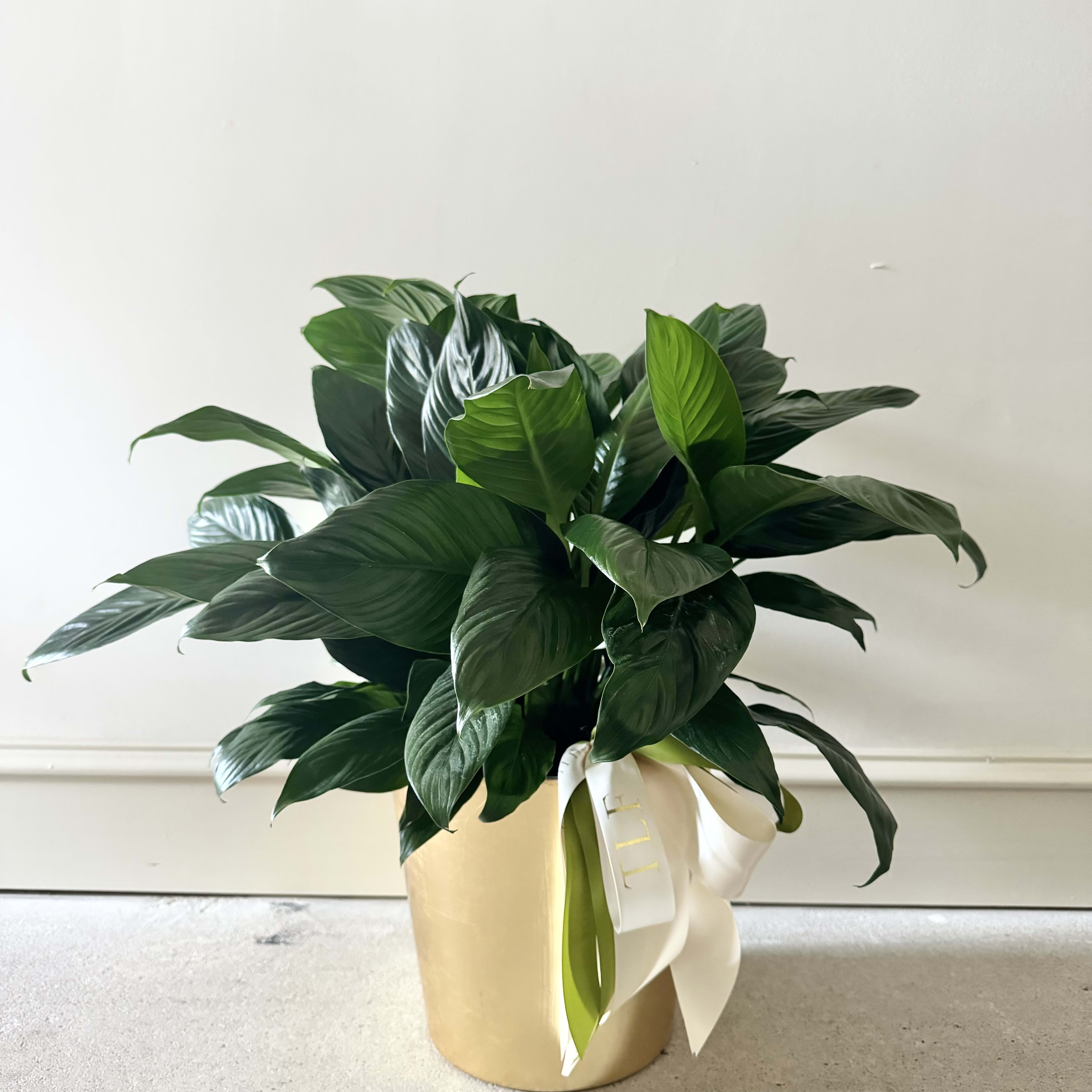 Luxe Peace Lily Flower Delivery Little Rock AR Tanarah Luxe Floral