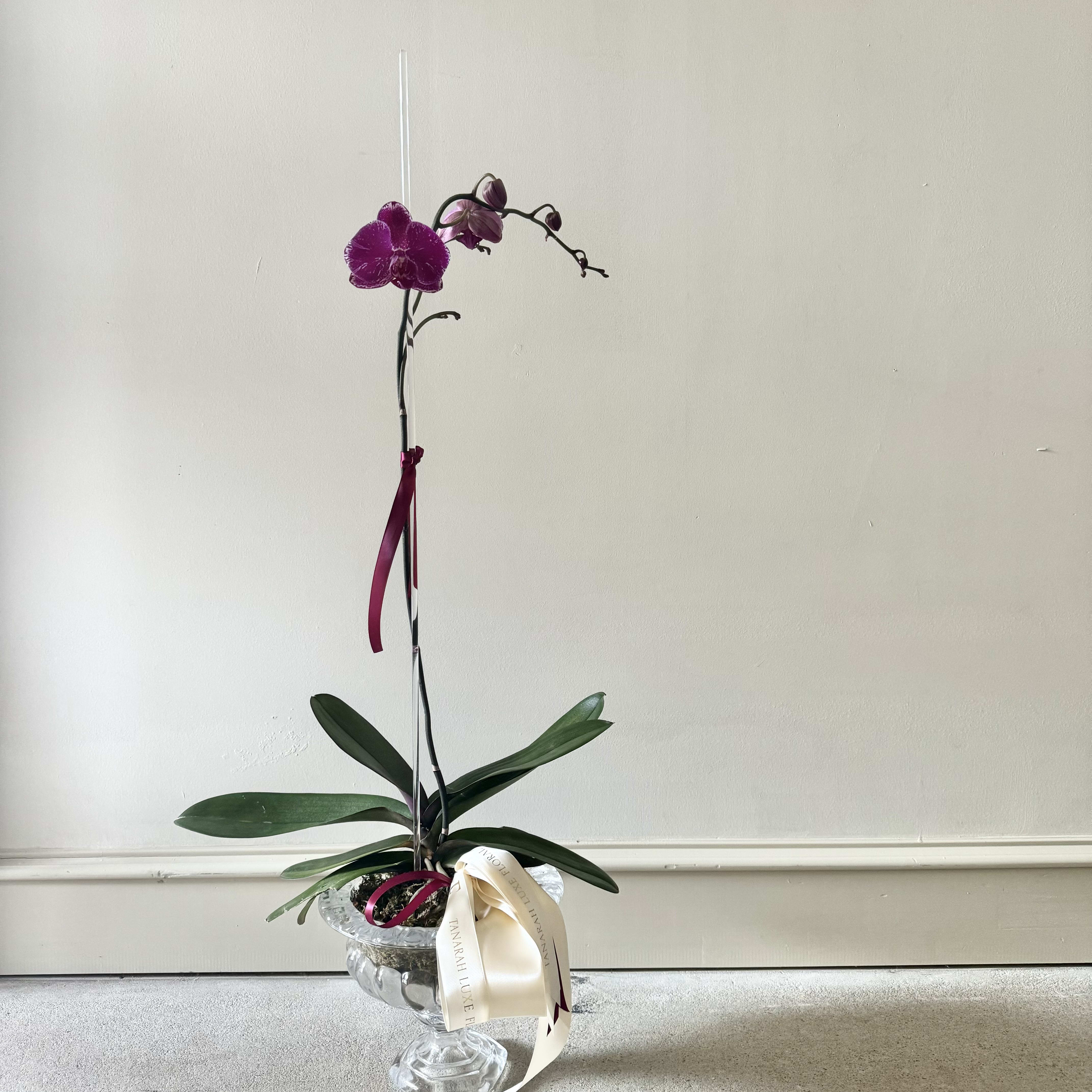 Luxe Orchid Flower Delivery Little Rock AR Tanarah Luxe Floral