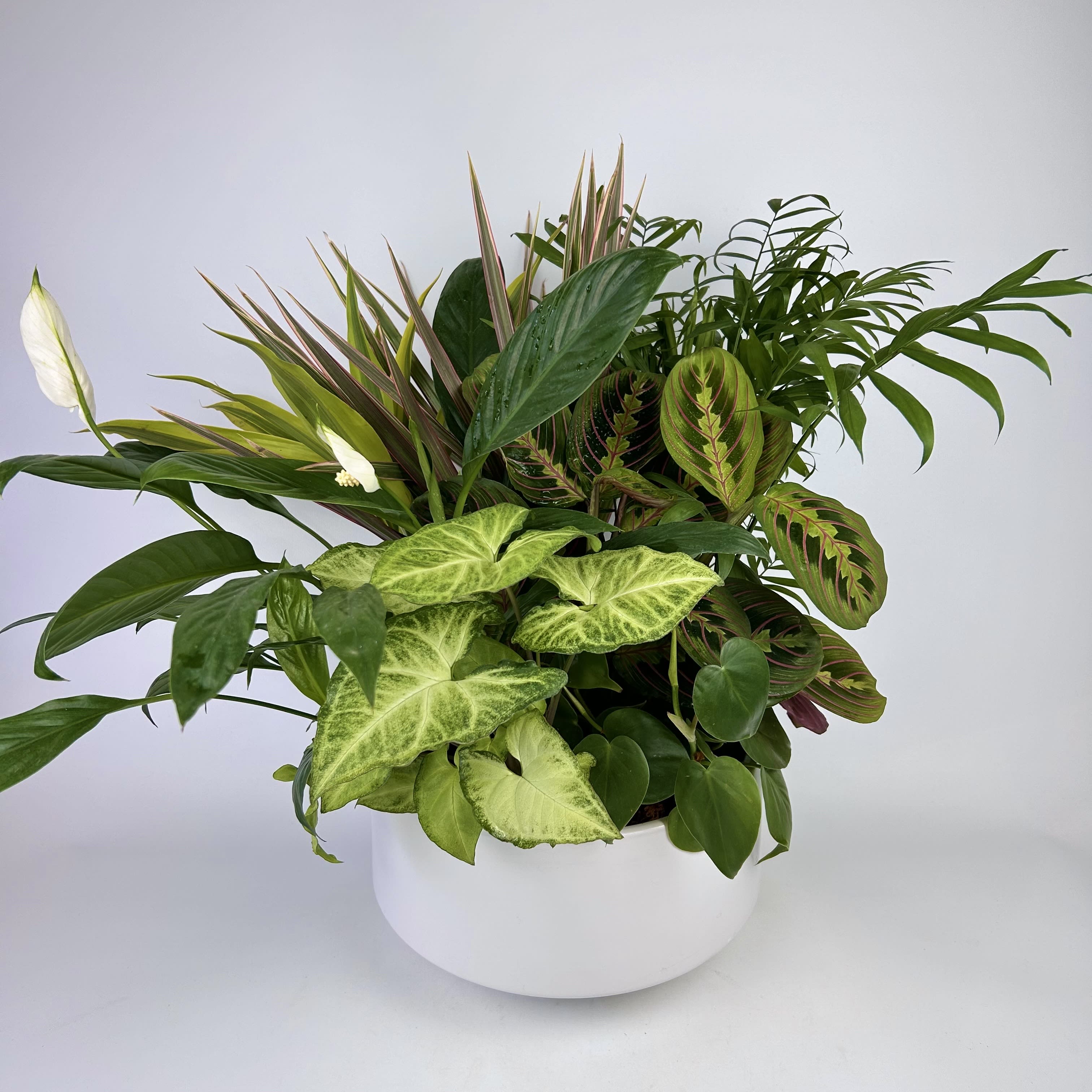 Indoor & House Plants Delivery Closter NJ Closter Flowers