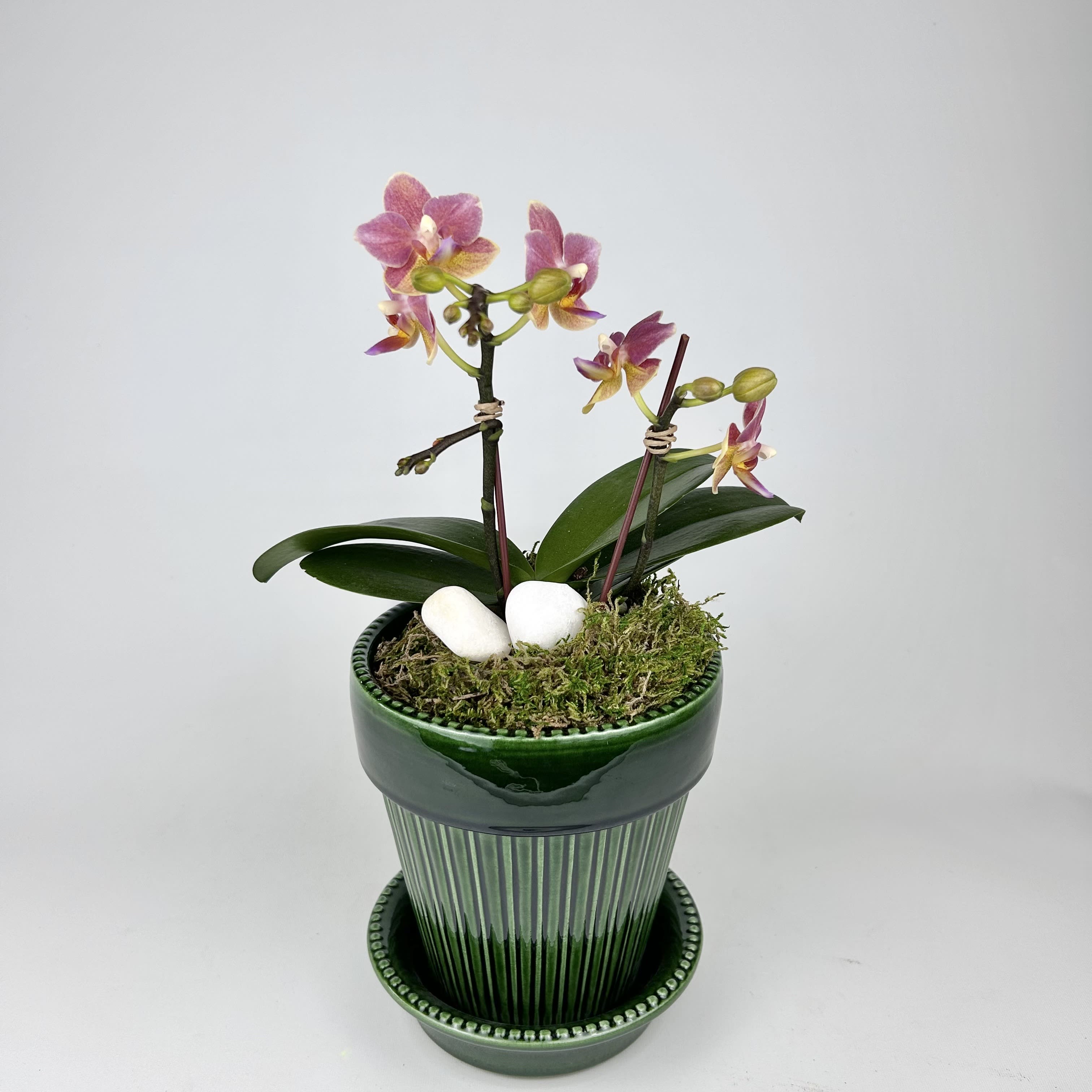 Orchid Flower & Plant Delivery Closter NJ Closter Florist