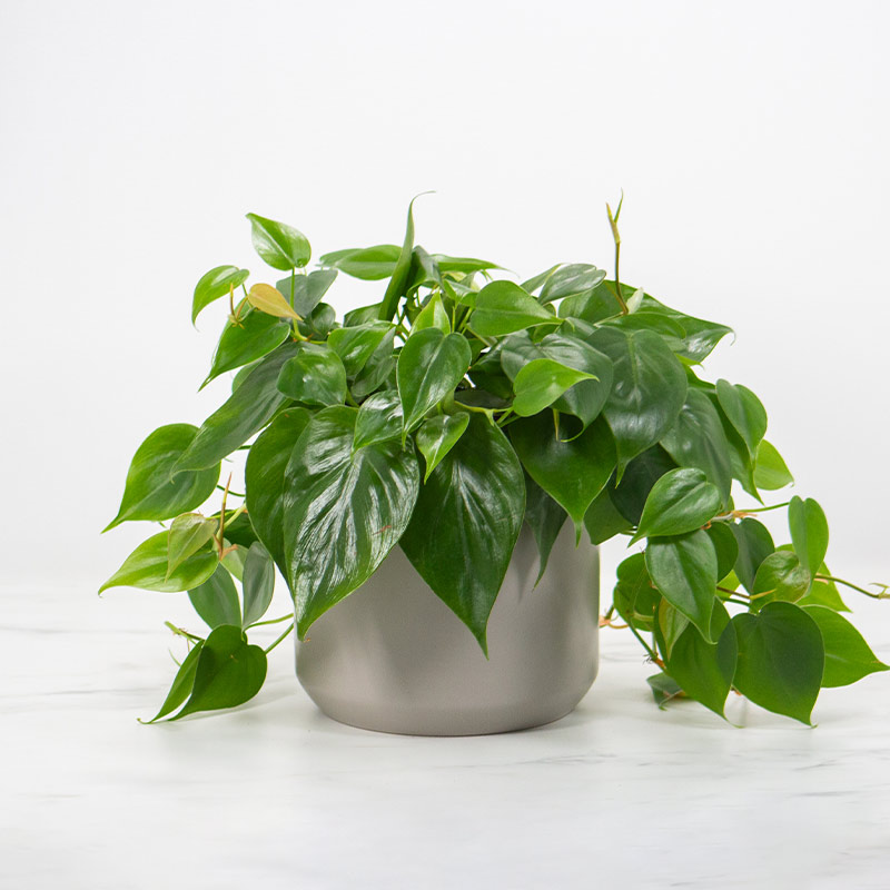 Heartleaf Philodendron - Matlack Florist
