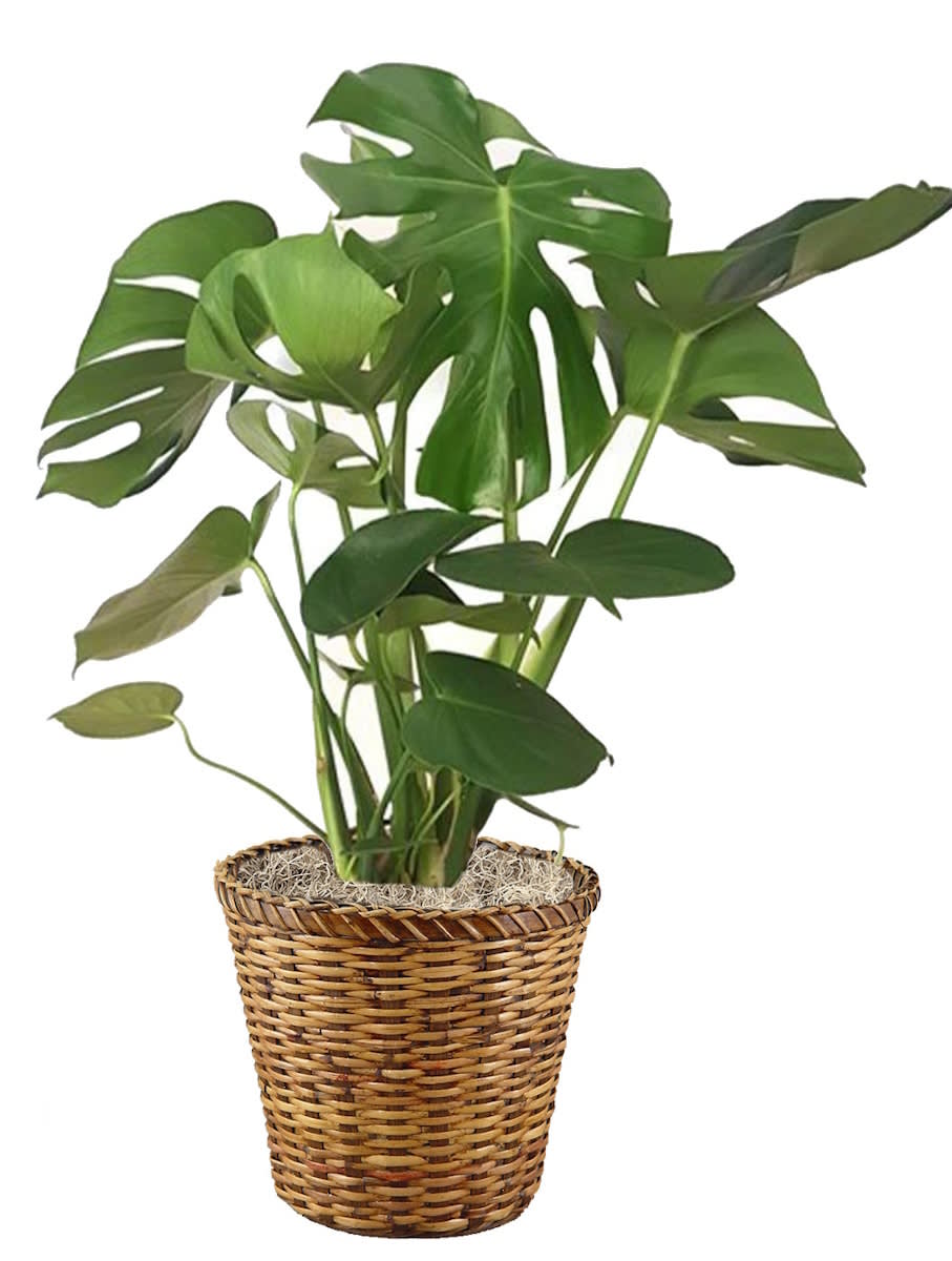 philodendron pink bikini Philodendron Birkin Pink Bikini 10.50 cm  PLANTMANIA