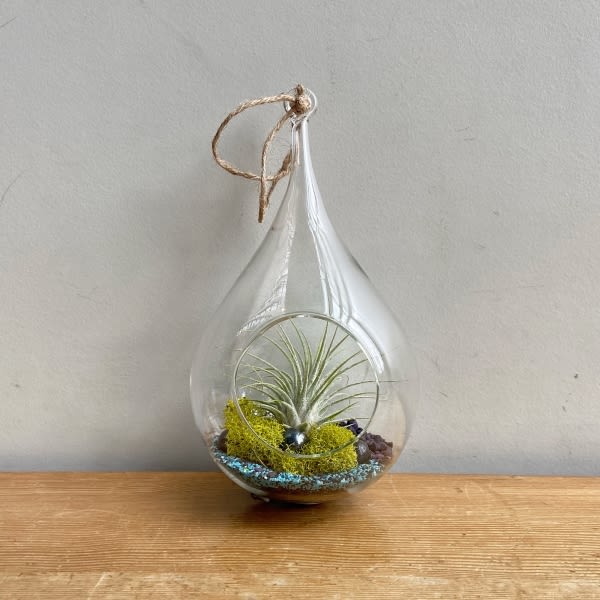 Teardrop Air Plant Terrarium
