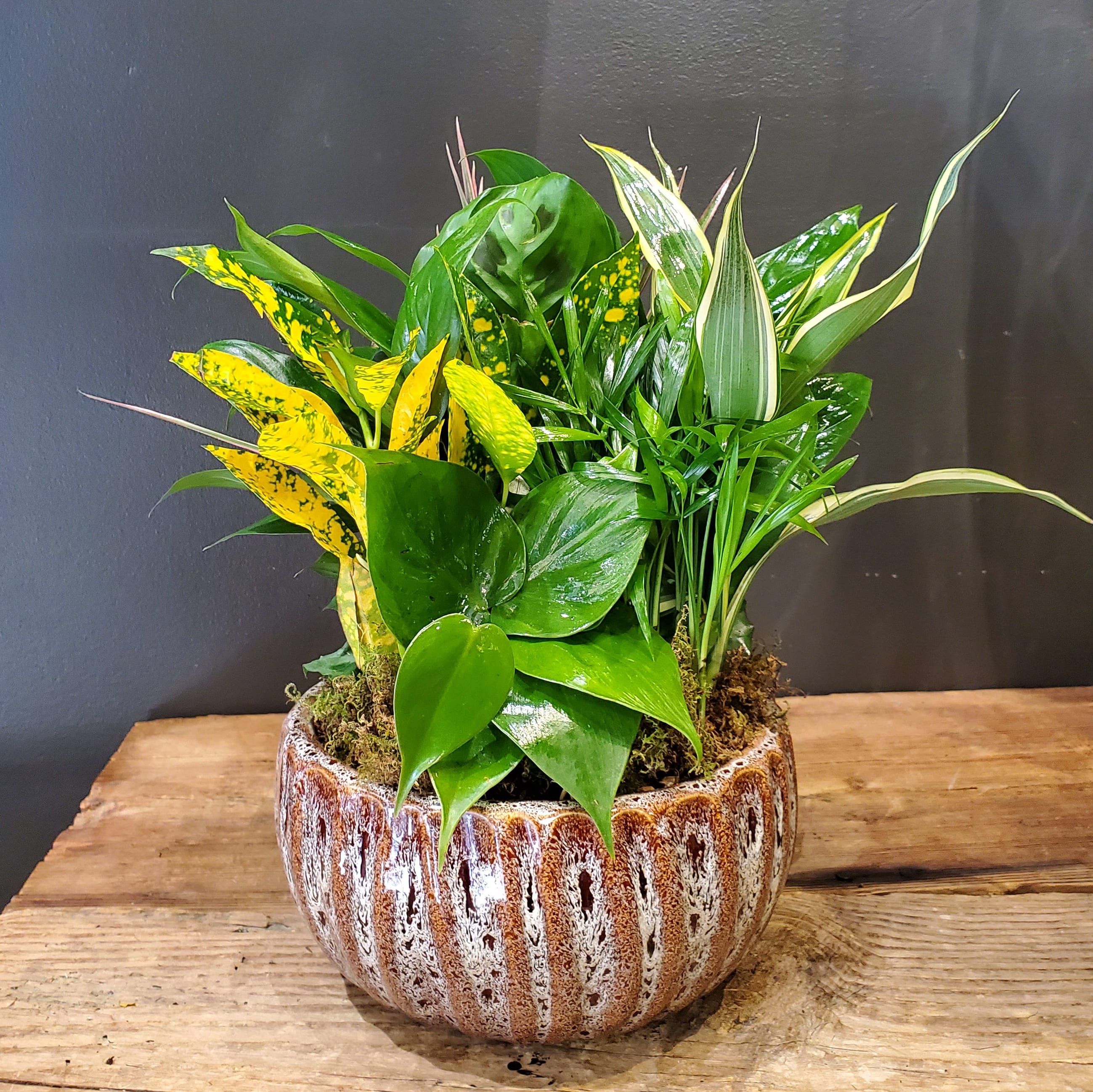 Dish Garden Flower Delivery Chapel Hill NC Chapel Hill Florist