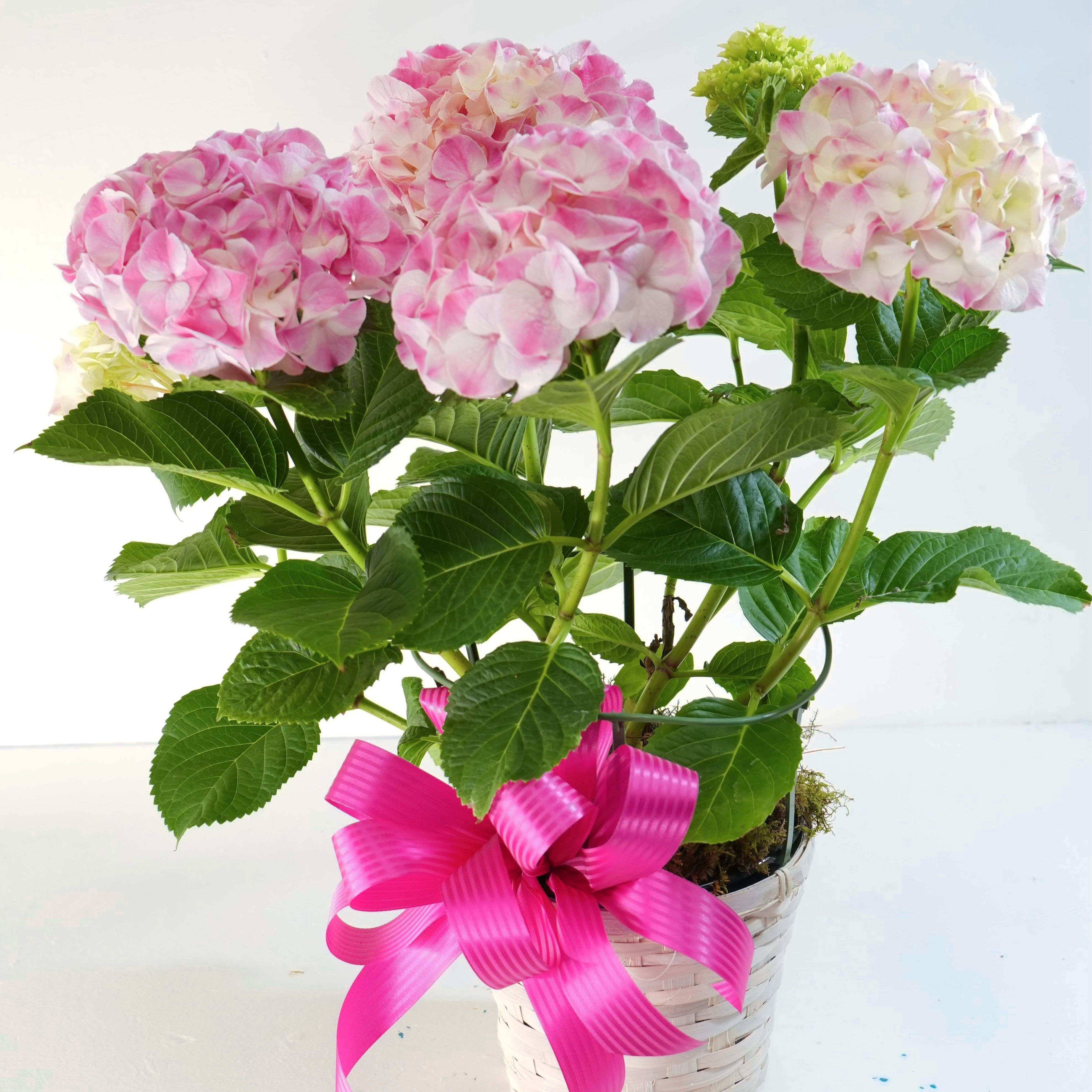 Hydrangea Plant Flower Delivery Tulsa OK - TULSA BLOSSOM BOYS