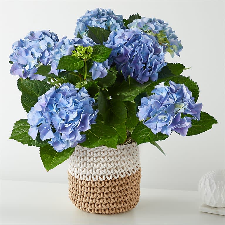 Blue Hydrangea Bliss