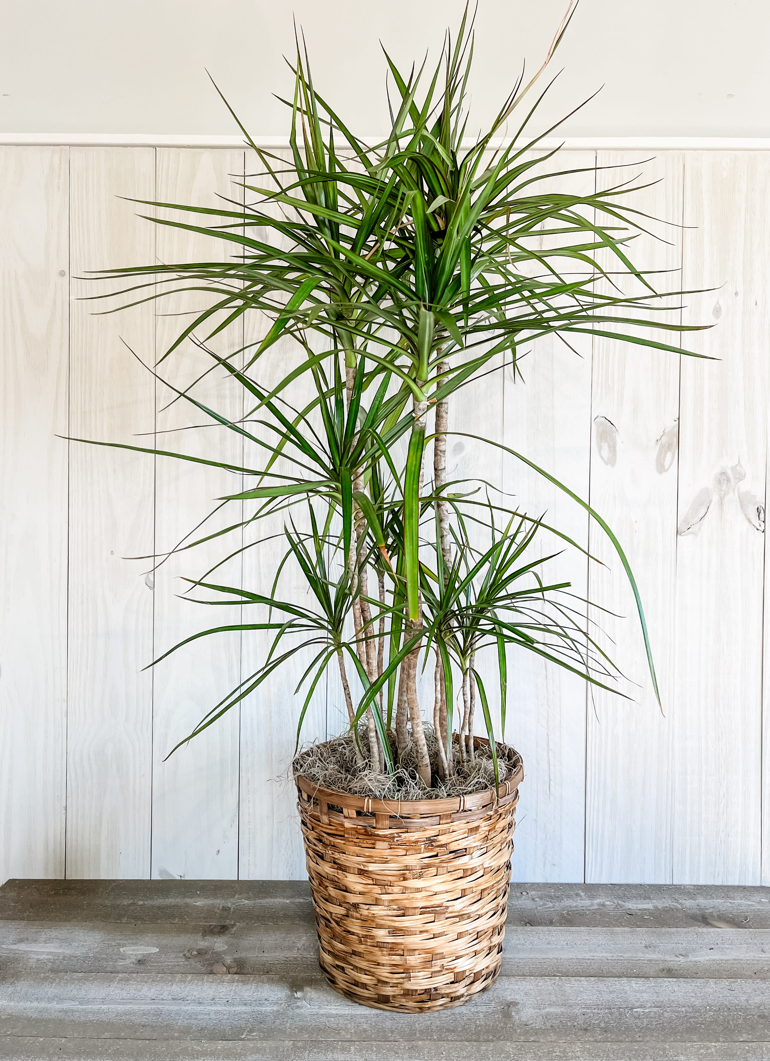 Sympathy Plants & Gardens Flower Delivery Greenville SC Dahlia a Florist