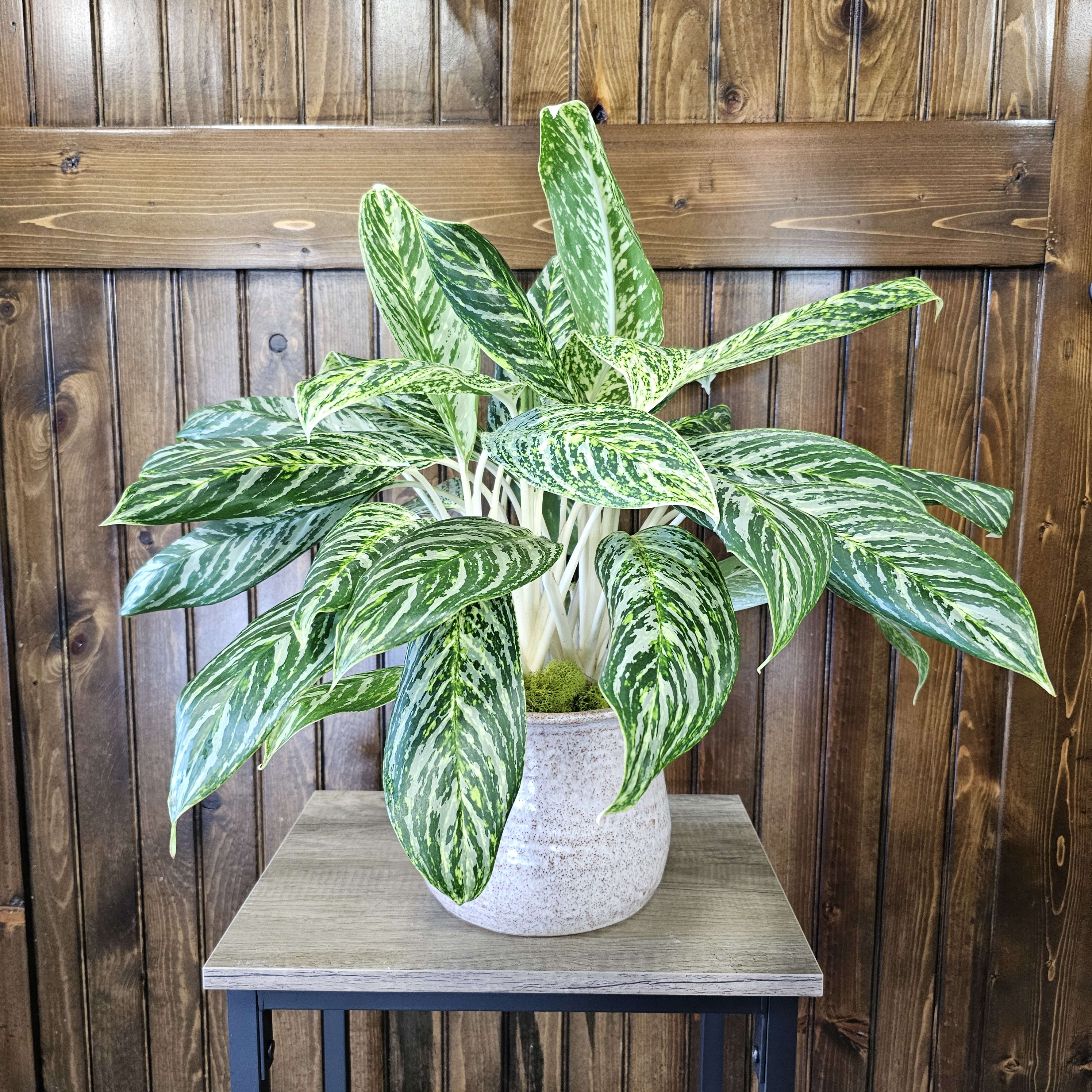 dracaena cane plant Dracaena Fragrans Green