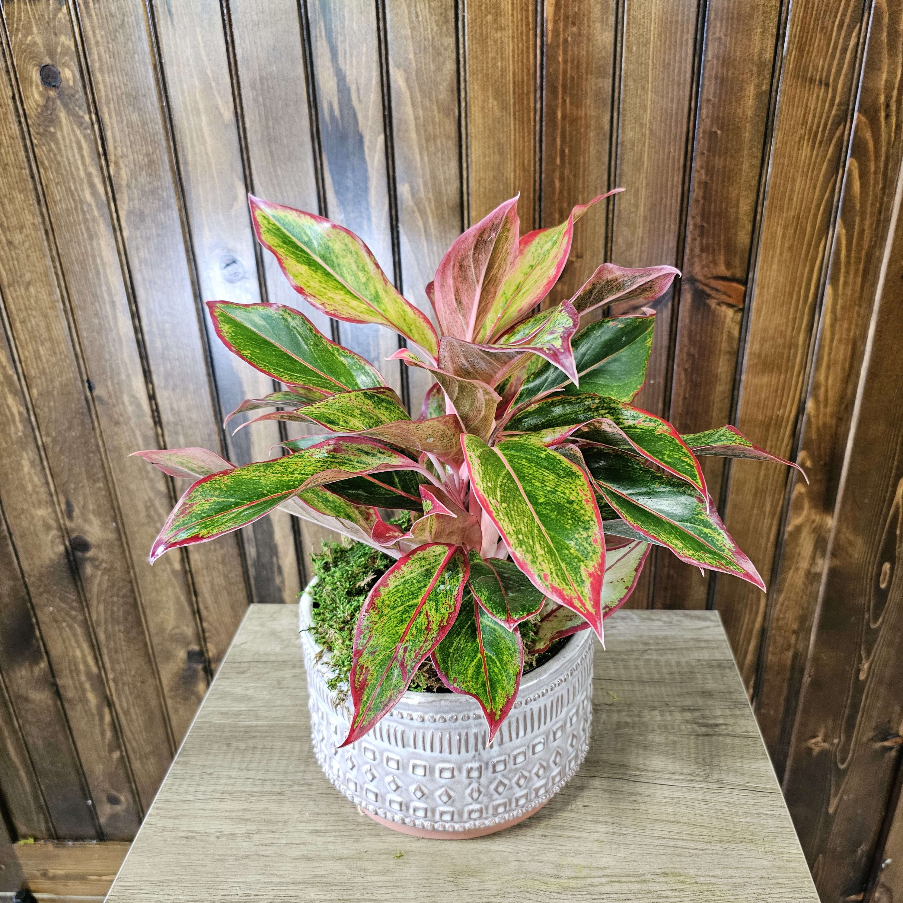Aglaonema 'Siam' (Chinese Evergreen) 6" ct