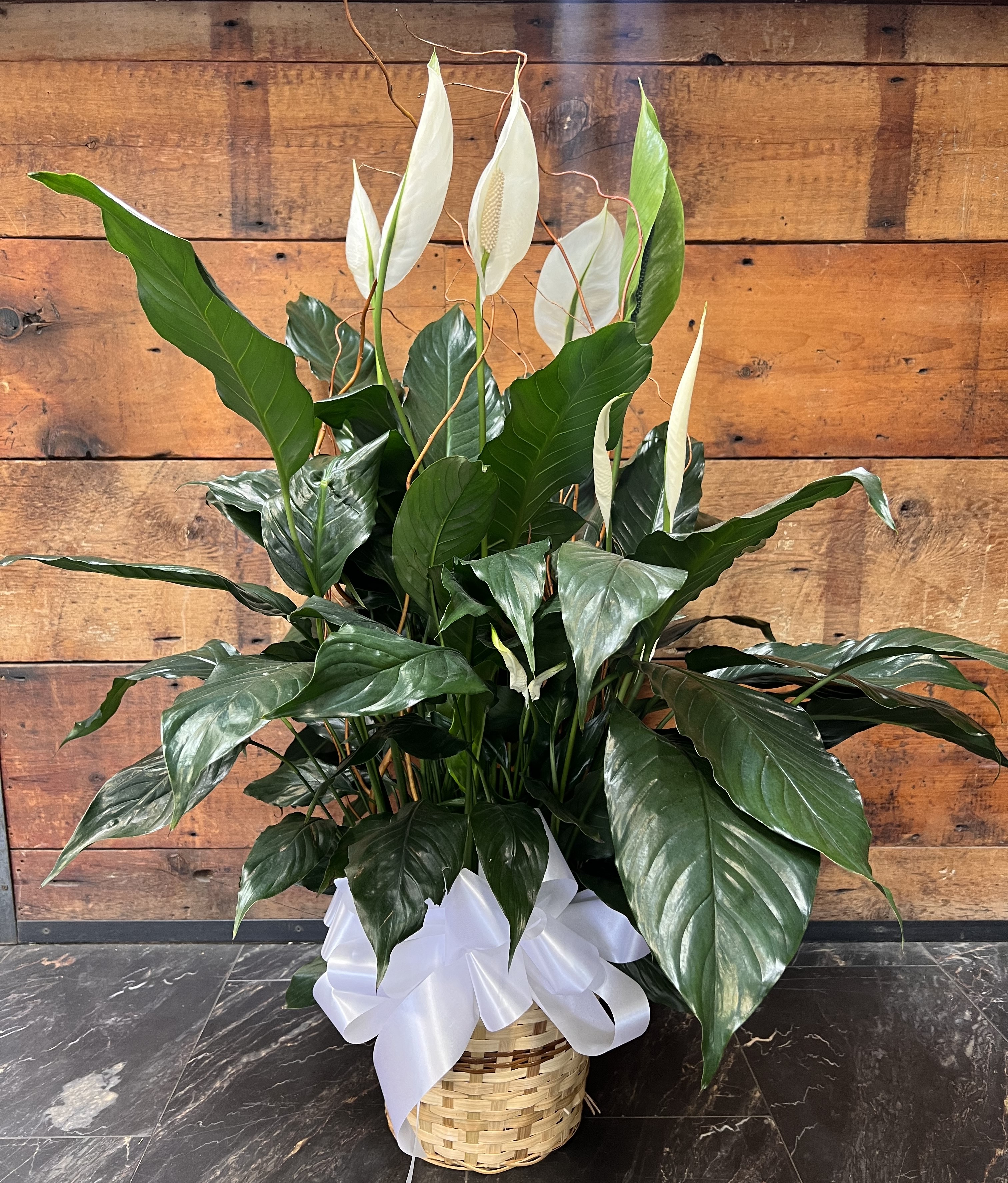 Promise Peace Lily Flower Delivery Chicago IL - Niko's Flower Designs