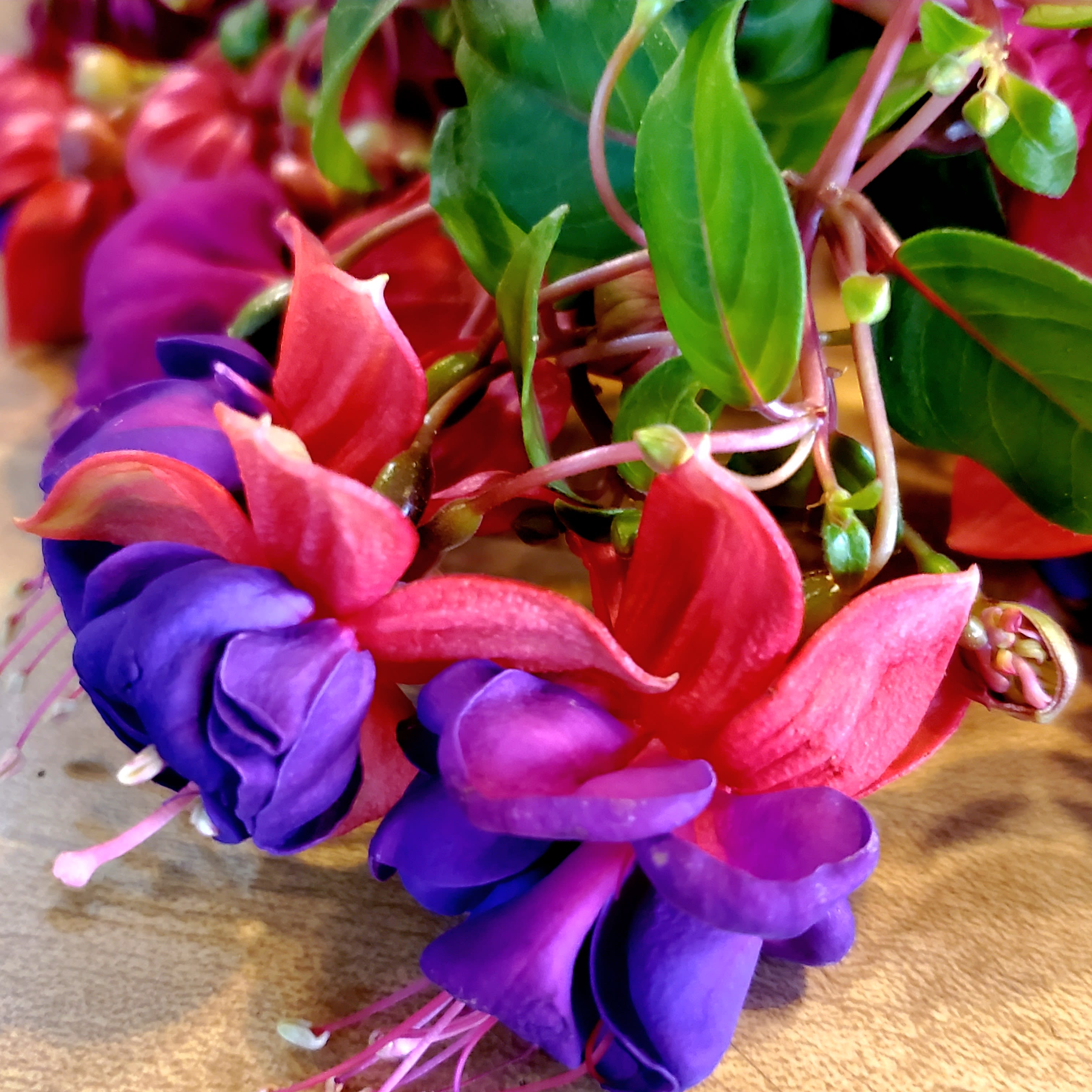 Flowering Hanging Fuscia