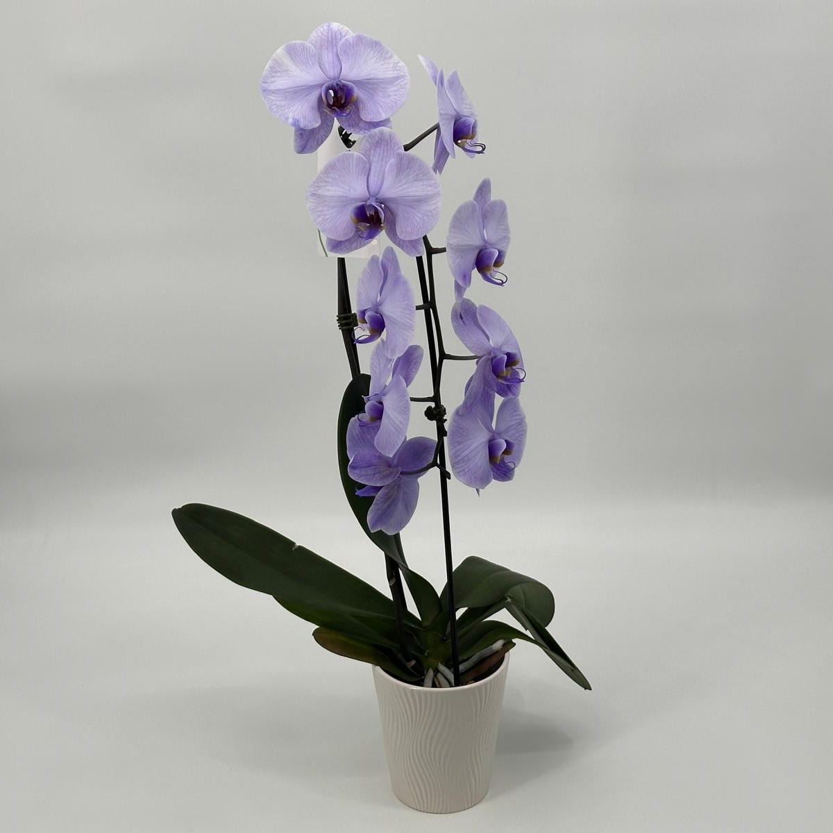 Lavender Orchid Flower Delivery Bronx NY - Flowerland NYC