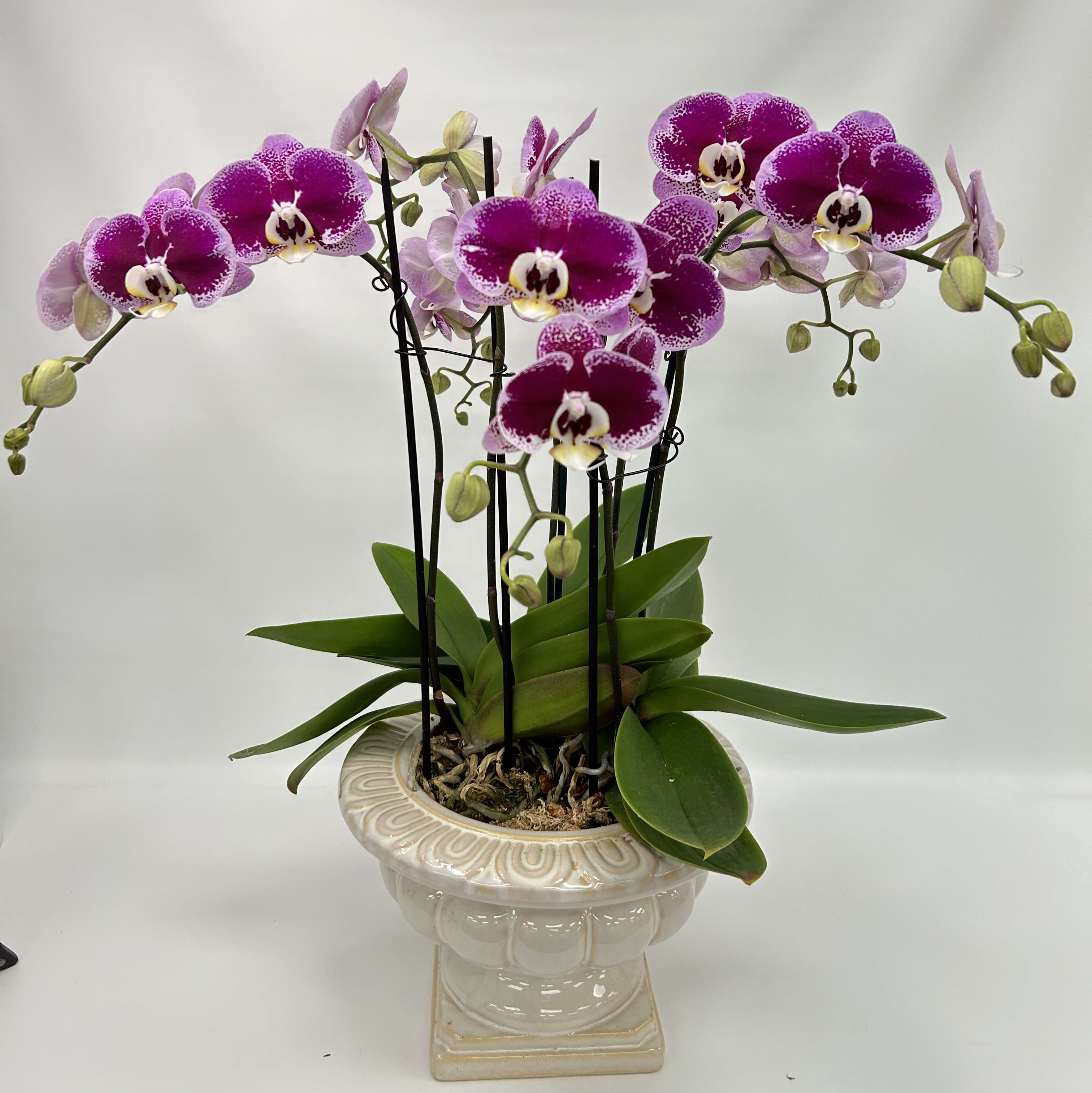 orchid Flower Delivery Norwood NJ - K. Flowers & Design