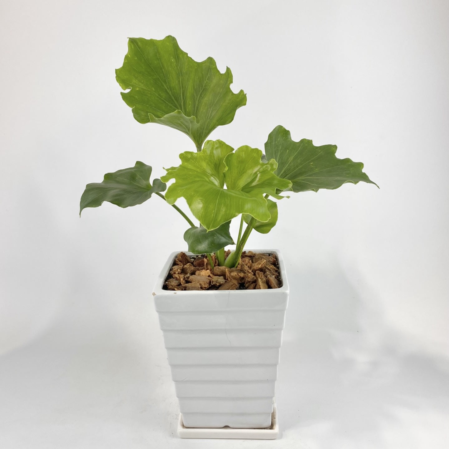 PHILODENDRON LITTLE HOPE Flower Delivery Closter NJ - Closter Flowers