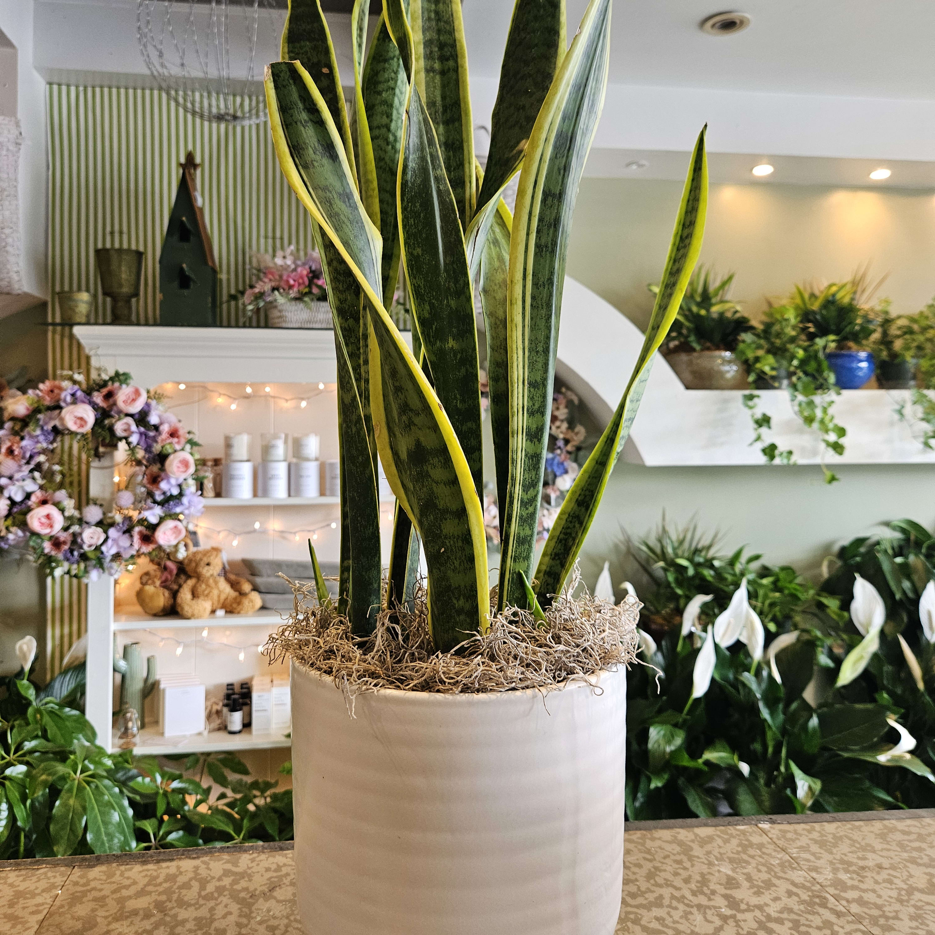 Snake Plant Flower Delivery Mobile AL - Cleveland the Florist