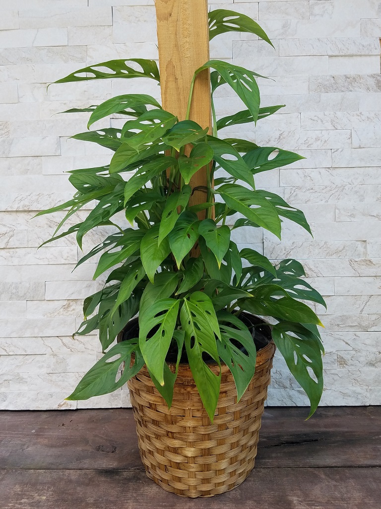 Swiss Cheese Monstera