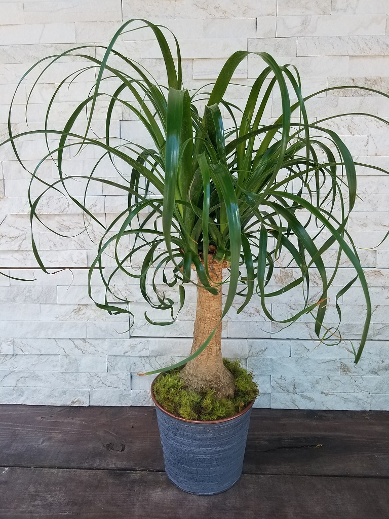 Ponytail Palm Flower Delivery Largo FL - Rose Garden Florist