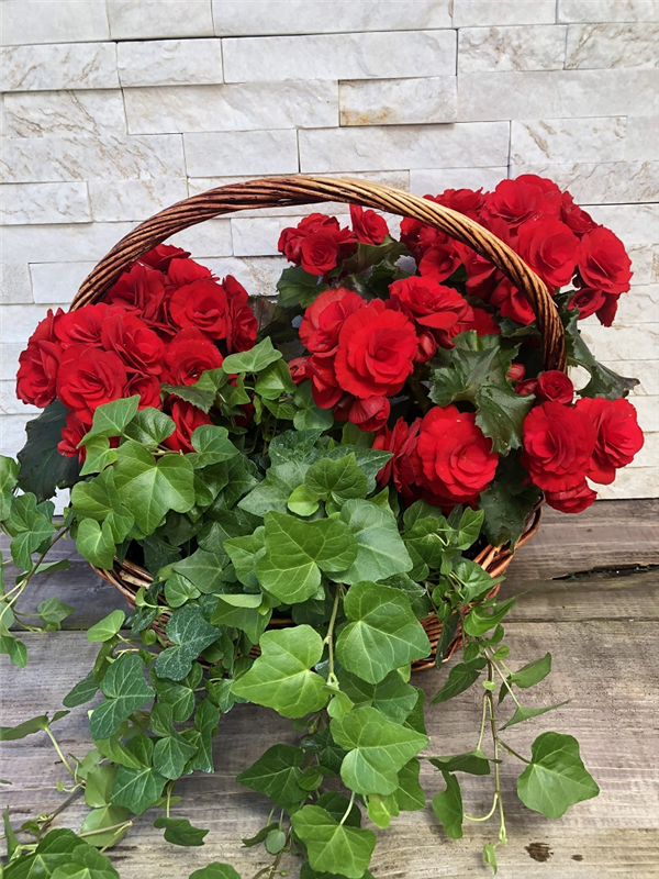 Begonias and Ivy