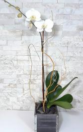 Elegant White Orchid