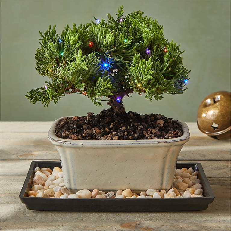Christmas Bonsai Tree