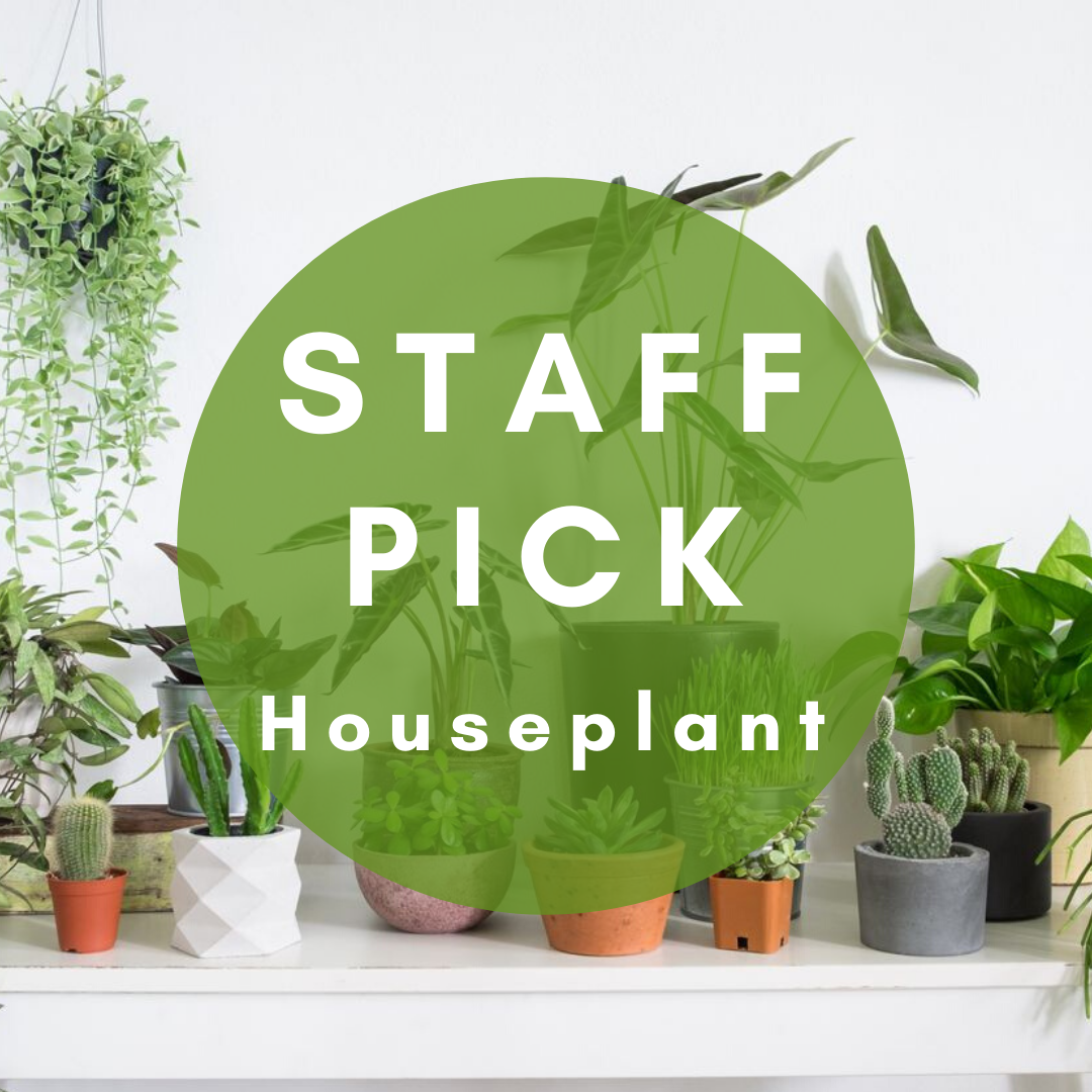 low plant stand indoor Low Basket Plant Stand – Camelback Flowershop
