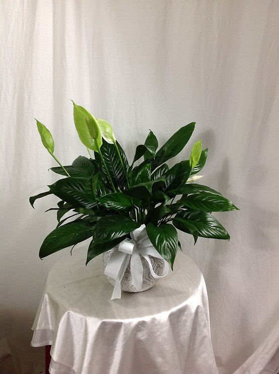 spider plant potted Spider Plant
