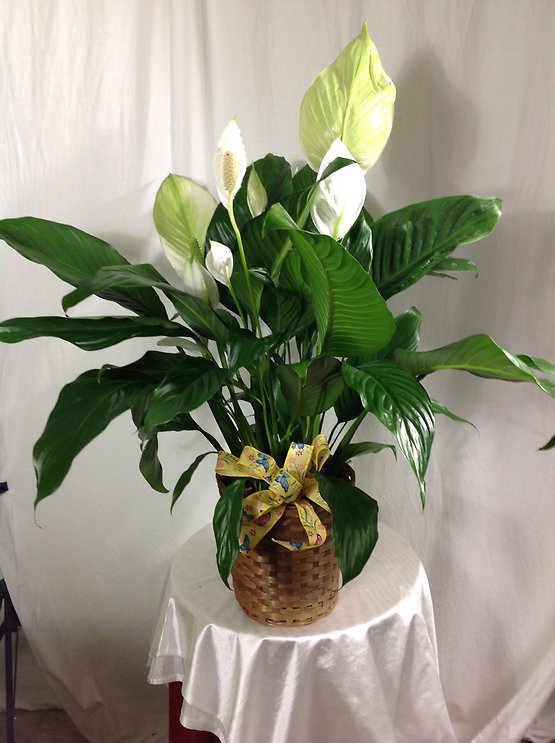 peace lily plant