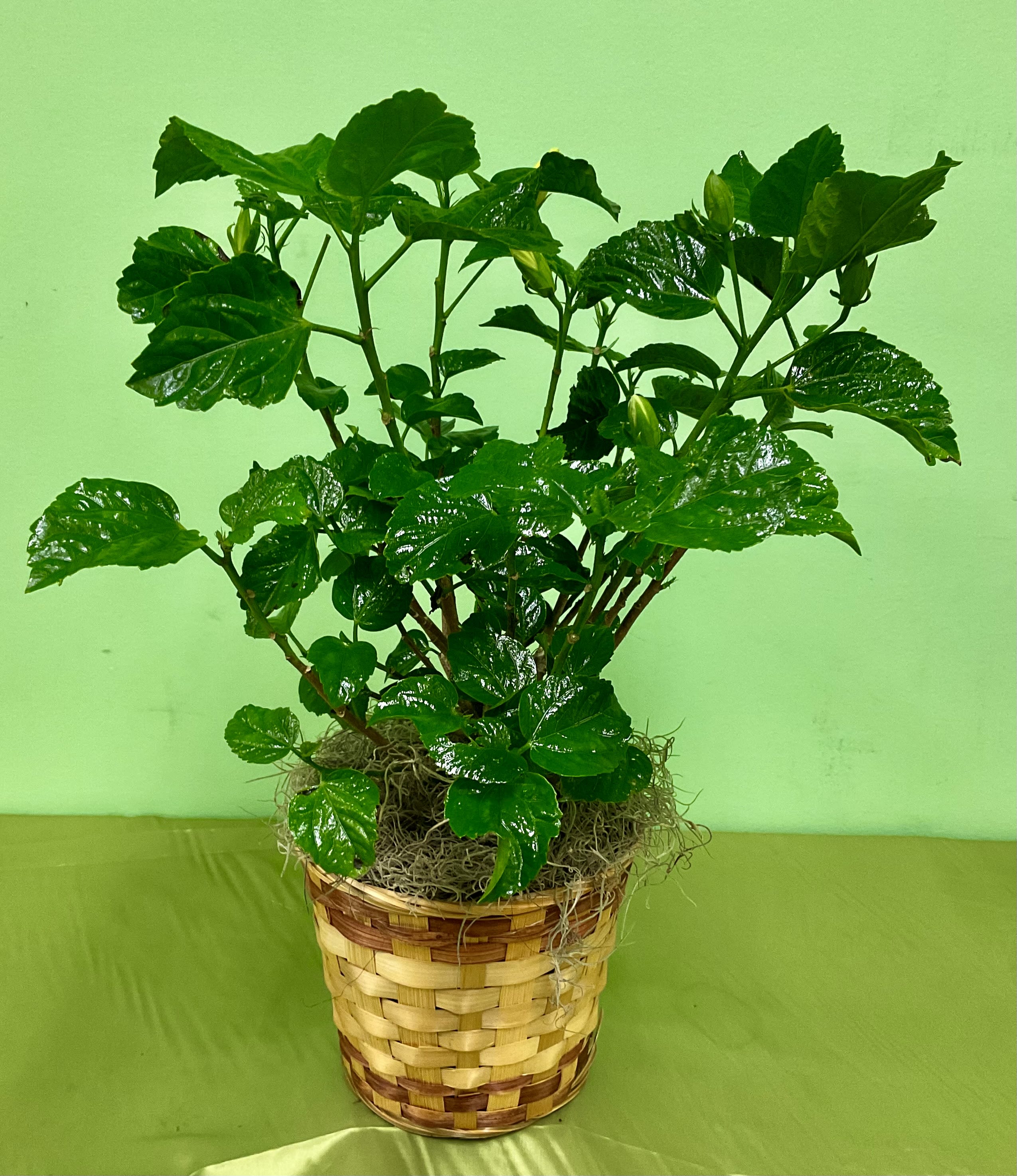 Hibiscus Flower Delivery Virginia Beach VA Flowers at Hilltop