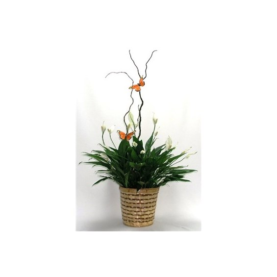 Peace Lily Basket Flower Delivery Saint Paul MN - Flowerama Saint Paul