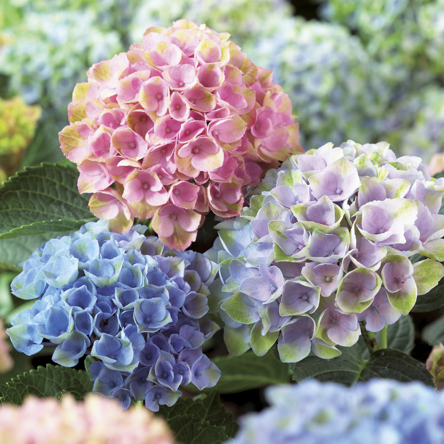 Hydrangea Plant