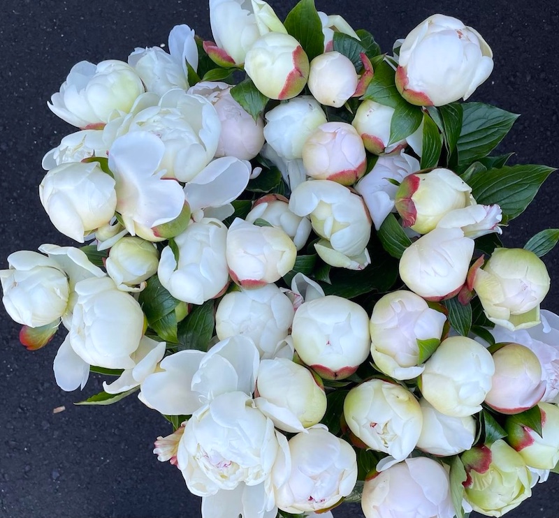 Peony Bouquet (Pick Up Only) Flower Delivery Roslindale Massachusetts