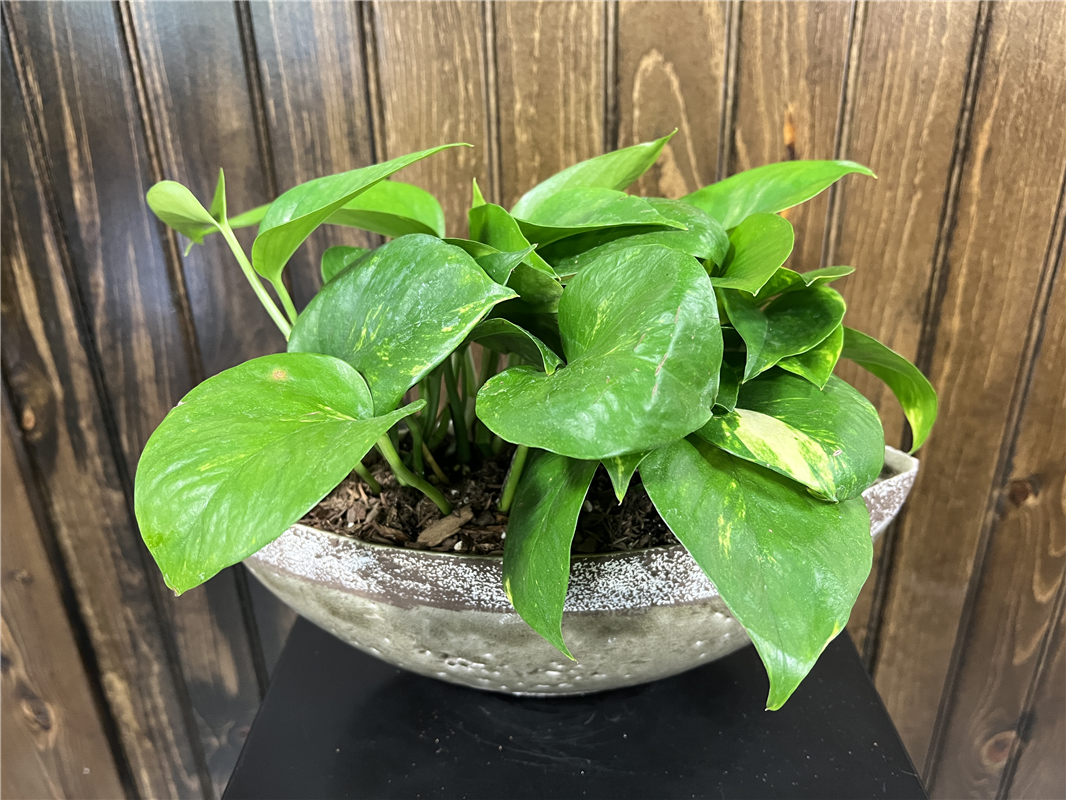 Ivy Boat