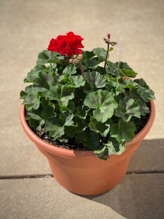Geranium Patio Pot Flower Delivery Kokomo IN - Banner Flower House