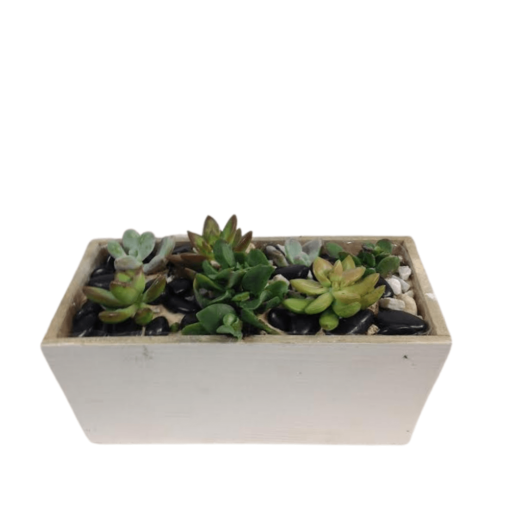 Succulent Box