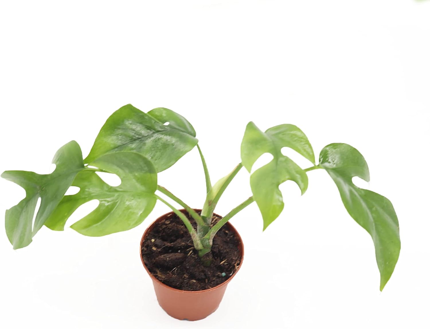 Monstera Plant Flower Delivery Fort Wayne IN Cottage Flowers Inc