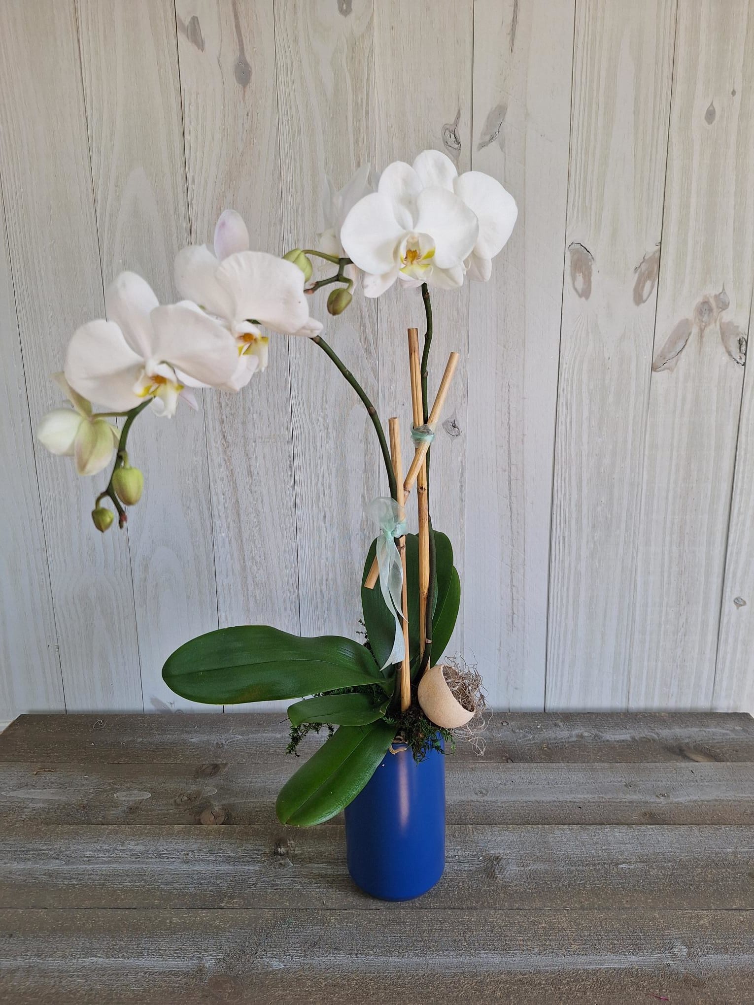 Orchid