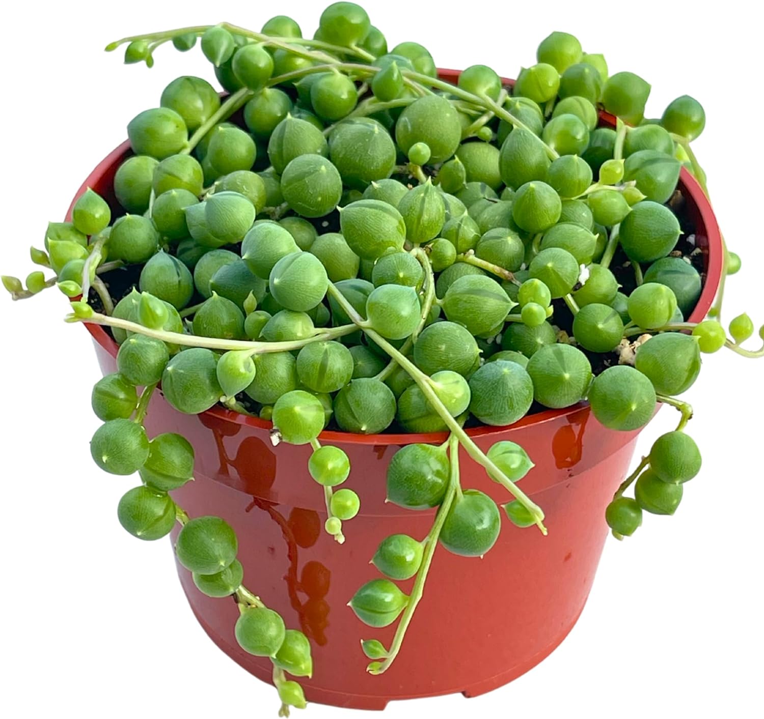 string of pearls flower bud