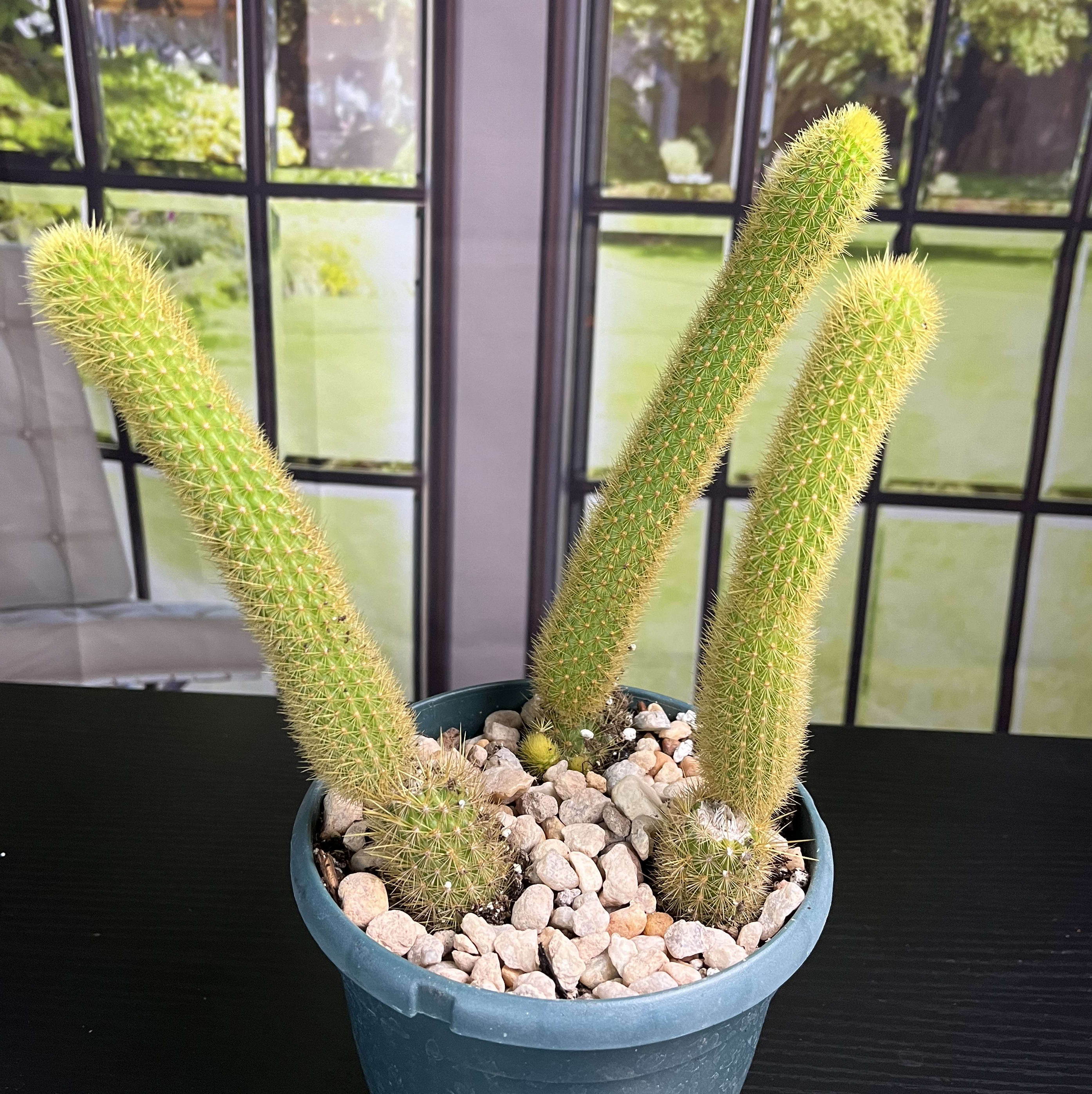 Golden Rat Tail Cactus Flower Delivery Knoxville TN - Petal Pushers