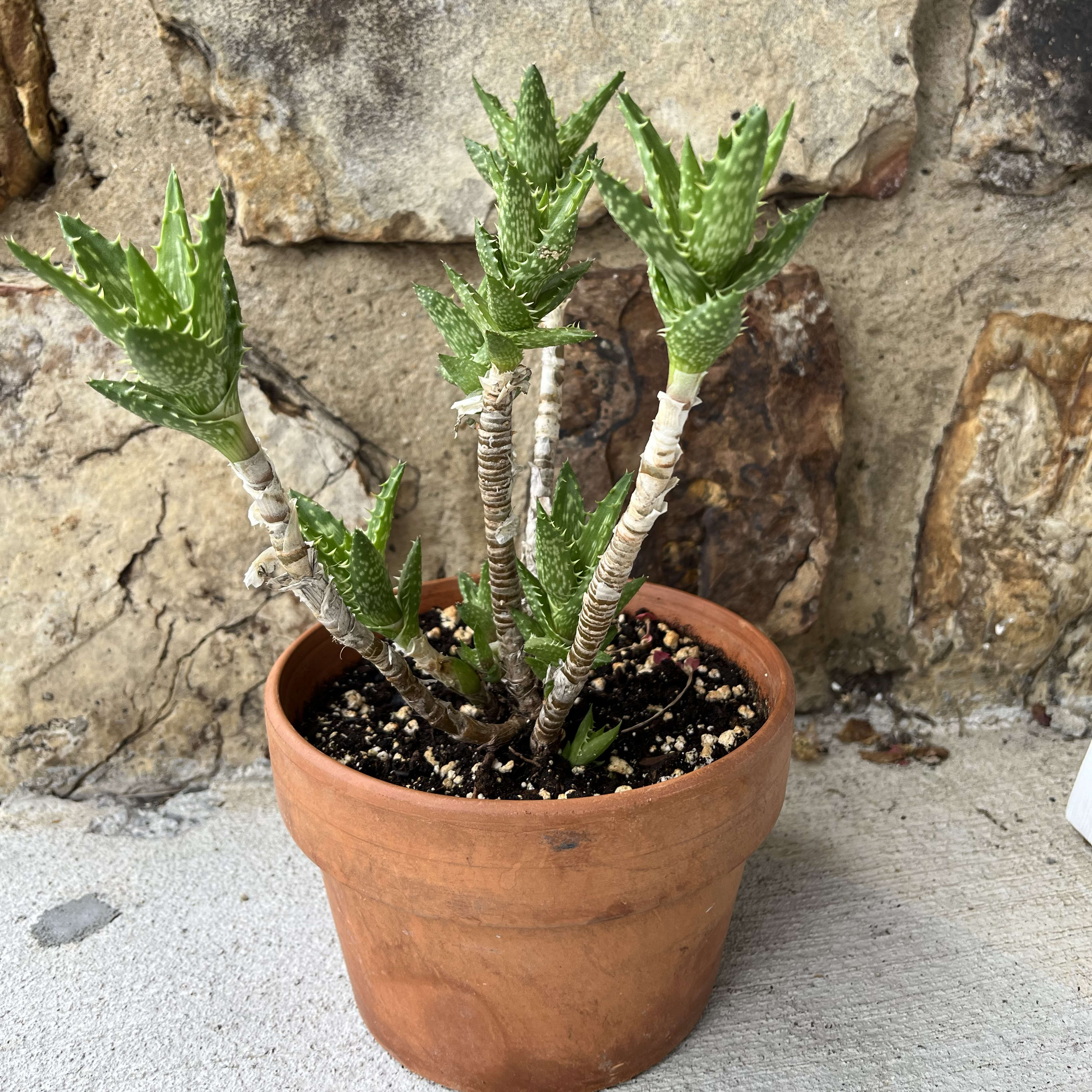 Tiger Tooth Aloe Flower Delivery Knoxville TN - Petal Pushers