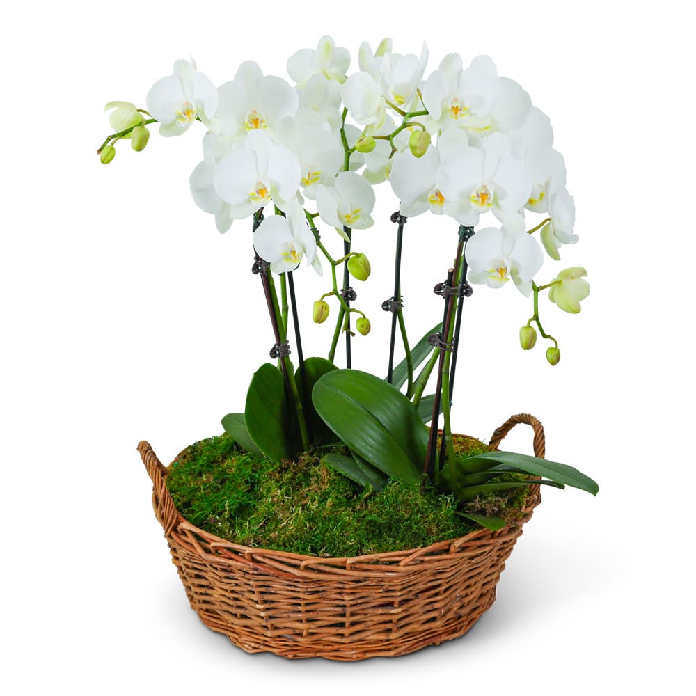 Florist 89117 | 89117 Flower Delivery by Bonnie's Floral Boutique