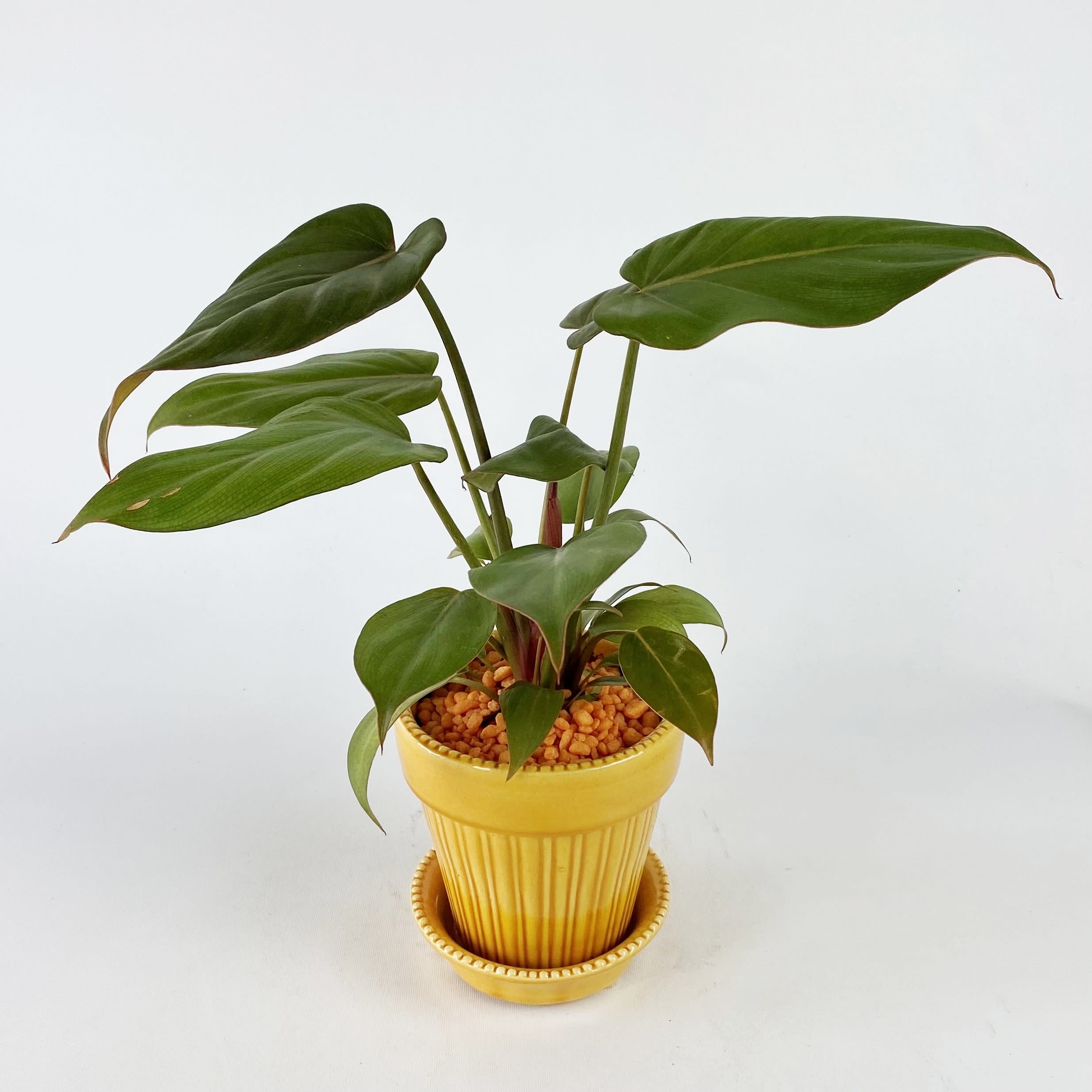 philodendron yellow princess Philodendron Persimmon Princess – TerraFlora Global main image 1