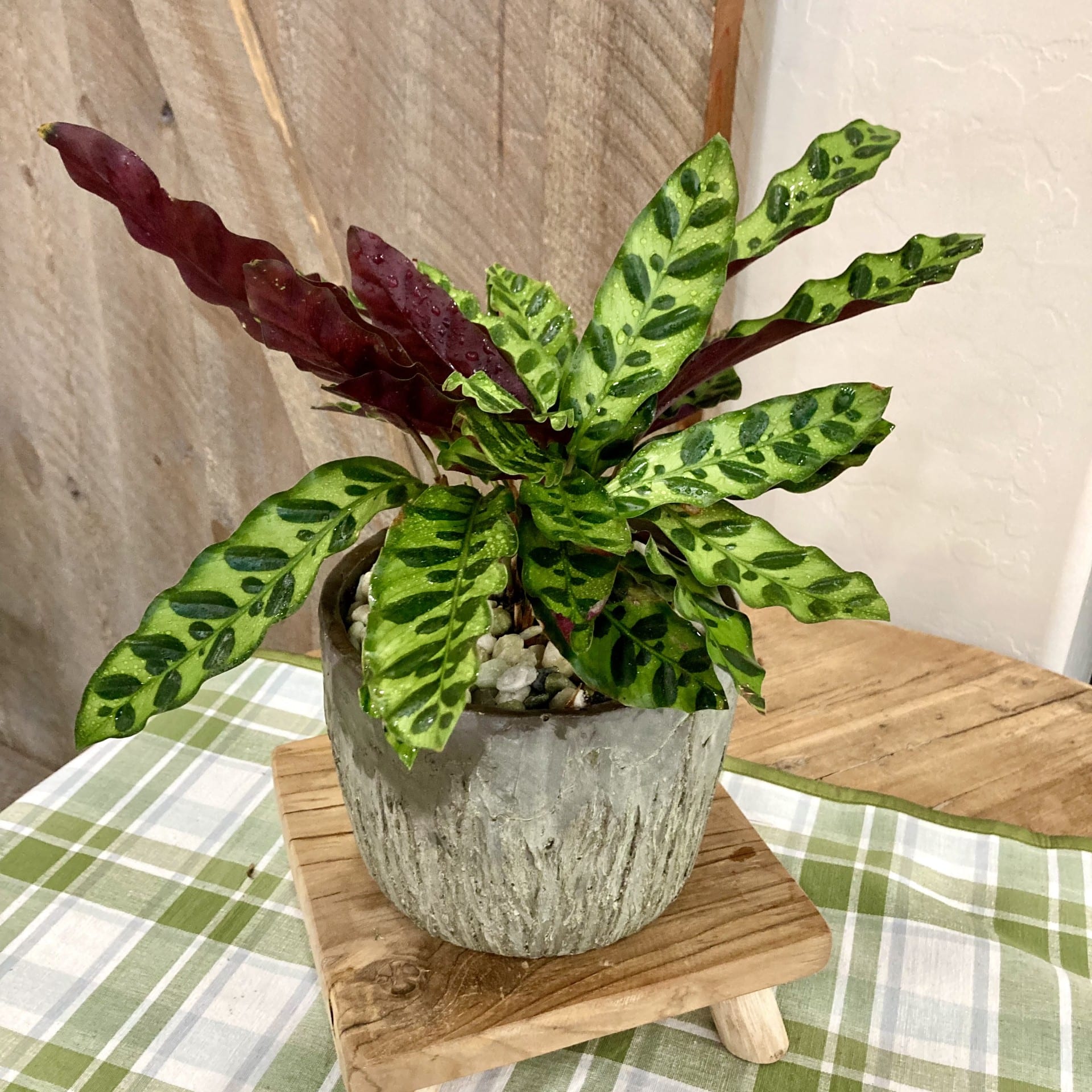 dracaena fragrans green jewel 10in Dracaena Jade Jewel – Paraíso Plant Studio main image 0
