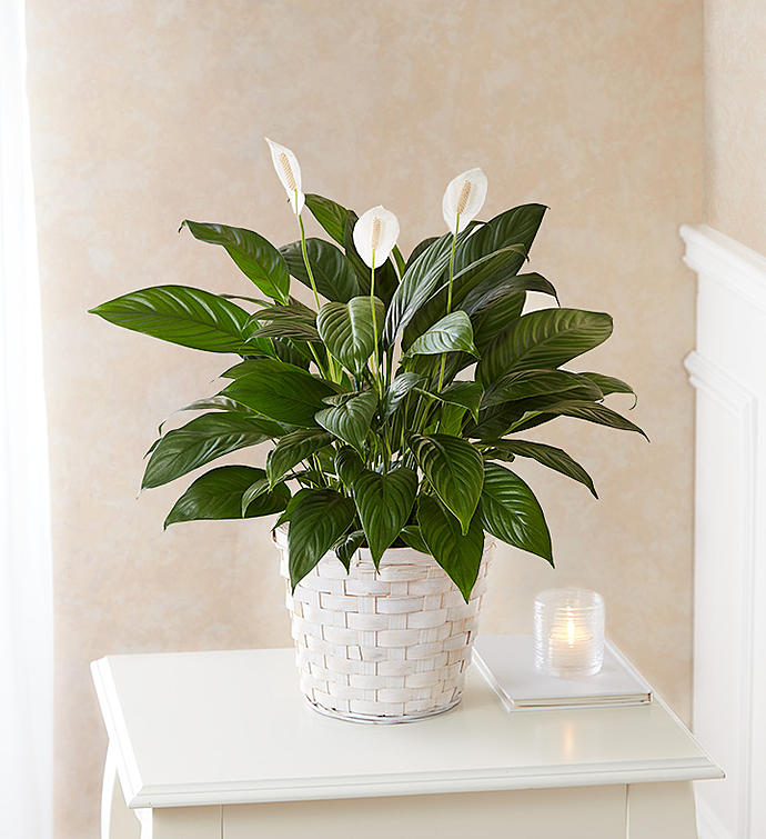 Thank You Flower Delivery Bridgeport CT - Fruits and Flowers Thank You Flower Delivery Bridgeport CT - Fruits and Flowers