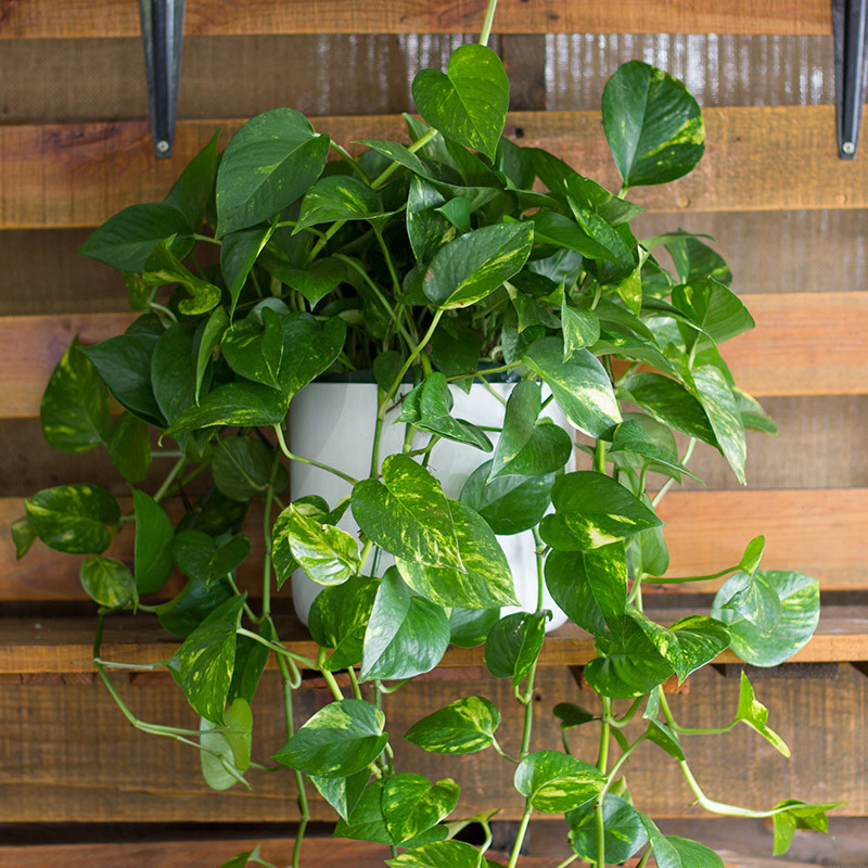 Pothos Green House Plant