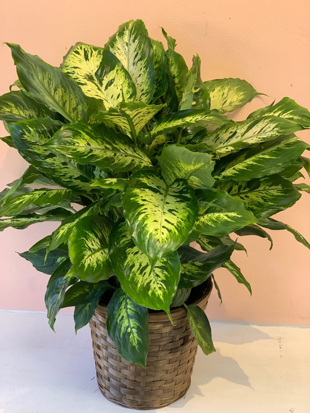 Dieffenbachia Camille - Send to Bridgeport, CT Today!